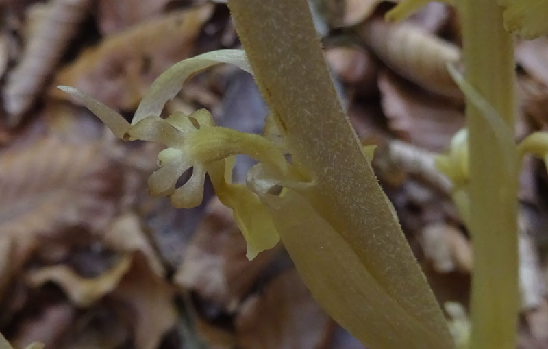 Neottia nidus-avis......dal Trentino